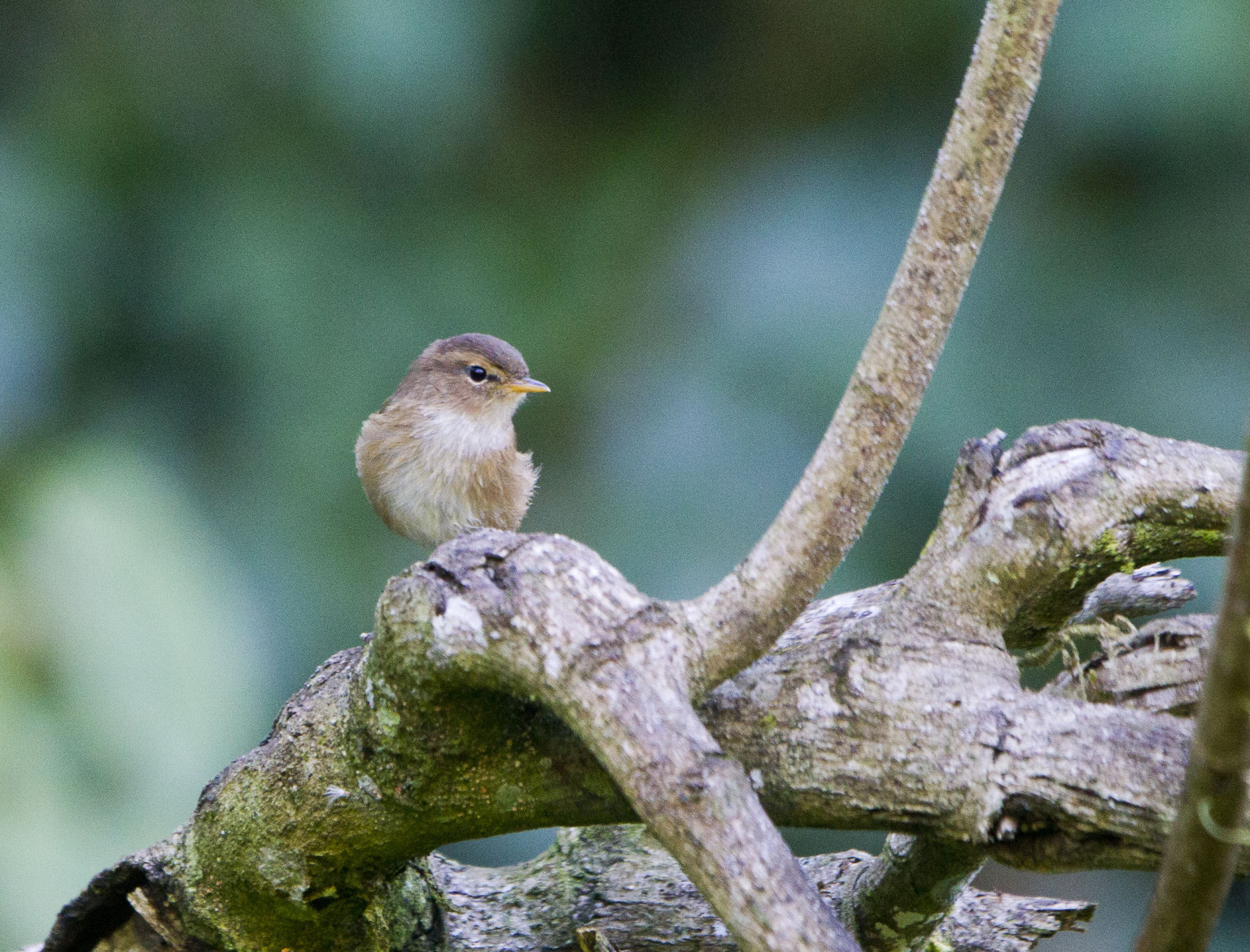 image Brown Woodland-Warbler